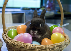 Clover in a basket