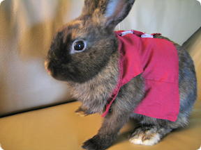 Dusty dressed up for a party.