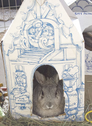 Bunnie Movies